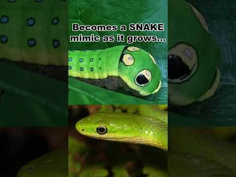 This Caterpillar Looks Like What!