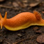 Shell-less Gastropods: Nature’s Naked Wonders Revealed (2025)